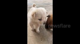 China: A Puppy Keeps Trying to Kiss Other Dogs