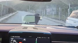 Yak attack as huge beast smashes cars on busy road