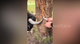 Yak rescued after getting horns trapped in huge tree
