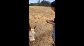 Boyfriend brings girlfriend's dream to life by taking her to feed cows