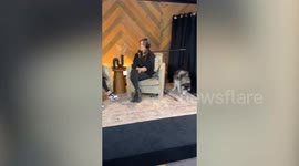 Cheeky dog interrupts podcast and poops in the middle of recording