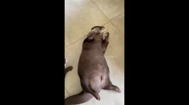 Splash the Otter Juggles an Ice Cube