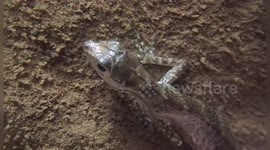 USA: Scuba-Diving Lizards, Binghamton University Reveals Underwater Breathing Secret