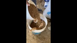 Cat dives into food barrel in hilarious mealtime ritual