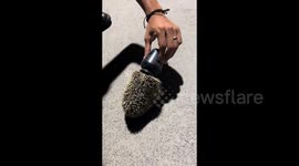 Lucky hedgehog has its head freed from plastic can with help of passersby in central China