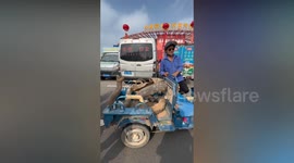 Hawker arrested for 'trying to sell snakeskin's for Chinese medicine'