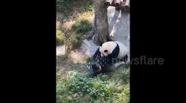 Terrifying moment giant panda charges and knocks zookeeper to ground in China