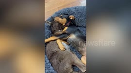 Family hand raise joey after they find it sticking out of its dead mother's pouch