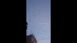 A swarm of birds flying in the sky