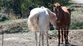 Chevaux sous la chaleur de l'été qui chassent les mouches et autres insectes qui les importune. En se positionnant tête-bêche, ils s'aident mutuellement.