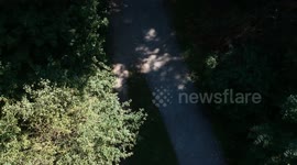 View of the trees in a forest park path