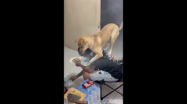 Pet dog stands on owner's shoulders while he cooks barbecue