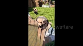 Chinese zoo comes clean about its 'pandas' which were dogs dyed black and white