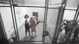 US: Dramatic Rescue of 60 Animals from Alleged Cruelty Case