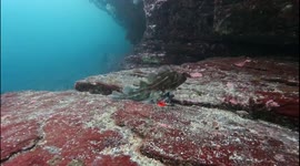 Unfortunate fish found with a fishing lure stuck in its mouth with no way to get it out