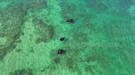 Mantras swimming in a rock pool