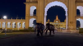 Two elephants go berserk, break through barricades at Mysuru Palace