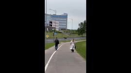 Moose run wild in Minsk, Belarus