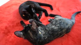 Two black cats playing and taking a bath between them at home