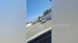 Driver transports two cows chilling on the back seat of his Lada