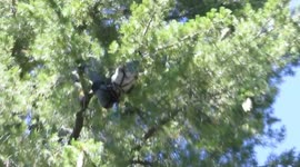 Forestry worker hangs upside down from tree branch to collect cones