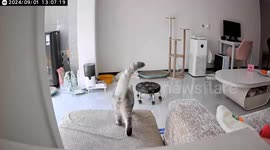 China: The Kitten Is Being Affectionate With Its Mother.