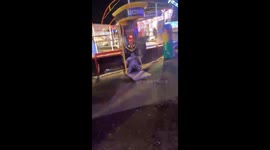 Dog hits fun fair boxing machine with its nose