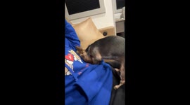 Pocket-Sized tiny yorkie finds comfort in hoodie pocket