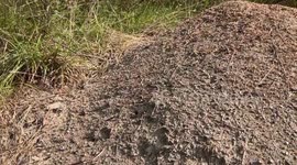 US: The Hidden Metropolis: Allegheny Mound Ants Unveil Their Architectural Marvels