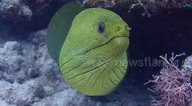 US: Green Moray Eel's Jaw Dance