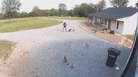 Rooster chases person in Thomasville, Iowa