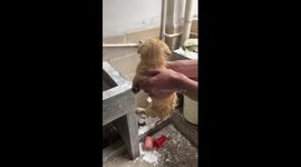 Students rescue and bathe rain-soaked dog in China