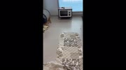 temp