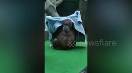 Russia: Chapa The Fashionista Orangutan Making A Monkey Of Supermodels