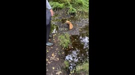 Dad and dog both get stuck in quick mud in Staffordshire, UK