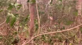 Bolivia: Monte Verde's Groundbreaking Wildfire Defense Plan Evaluated