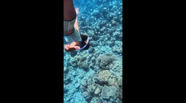 Freediver swims down to beautiful purple-tip anemone
