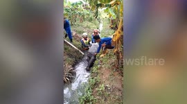Endangered 200kg Malayan tapir stuck in ditch rescued
