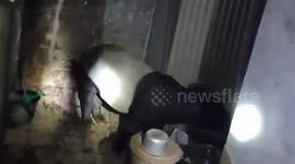 Tapir wanders into jewellery shop in Indonesia