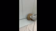 temp