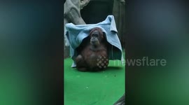 Chapa the orangutan grapples with dressing gown