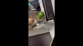 Cat Wearing A Watermelon Hat