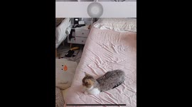 A Little Cat Eagerly Awaits Its Owner’s Return