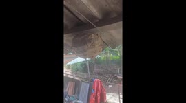 Giant wasp nest in front of porch for 1 year