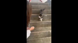 Girl Trick A Cat With Napkin