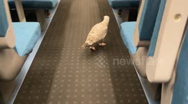 A seagull was caught on video boarding a London-bound train at Hastings station