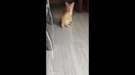 Funny moment Chinese cat sits like a human being