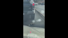 Hapless squirrel tries to cross road in Bangkok