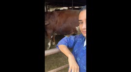 Cow responds to call and kisses owner in Rasht, Iran