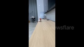 China: Golden Hamster: A Mooncake Thief